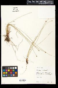 Eleocharis montevidensis image