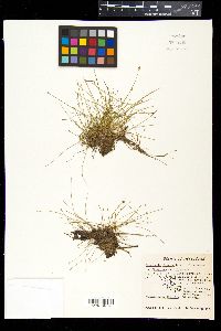 Eleocharis olivacea image