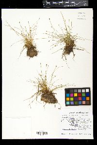 Eleocharis olivacea image
