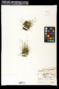 Eleocharis parvula image