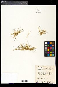Eleocharis parvula image