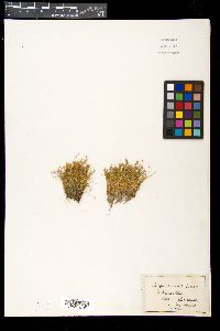 Eleocharis quinqueflora image