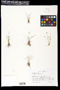 Eleocharis quinqueflora image