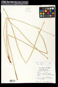 Eleocharis quadrangulata image