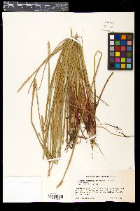 Eleocharis quadrangulata image