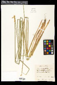 Eleocharis quadrangulata image