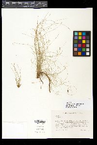 Eleocharis tenuis image