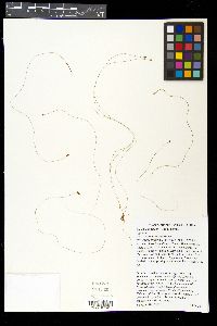 Eleocharis tenuis image