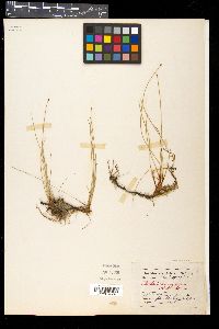Eleocharis acuminata image