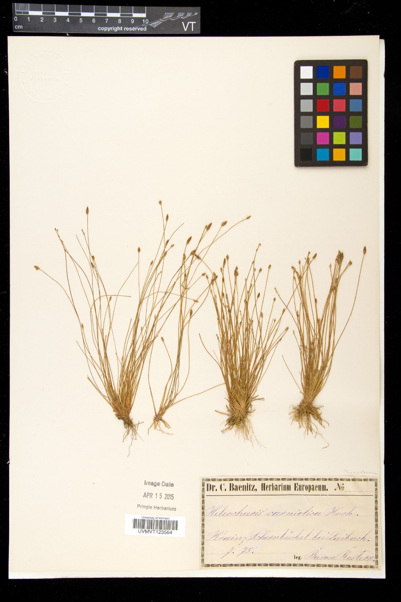 Eleocharis carniolica image