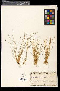 Eleocharis carniolica image