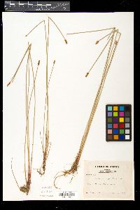 Eleocharis parvinux image