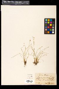 Eleocharis quinqueflora image