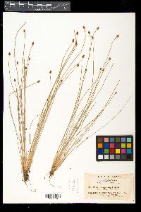 Eleocharis ovata image