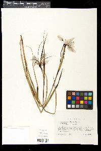 Eriophorum angustifolium image