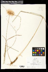 Eriophorum virginicum image