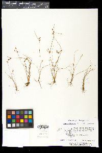 Fimbristylis annua image