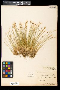 Trichophorum alpinum image