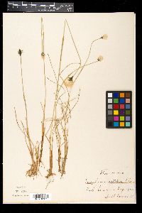 Eriophorum callitrix image