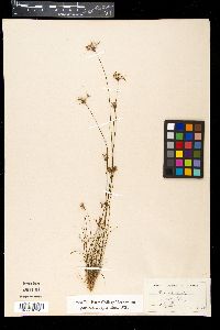 Fimbristylis ciliatifolia image
