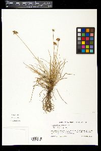 Fimbristylis cymosa image