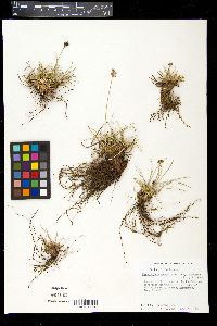 Fimbristylis spathacea image