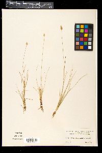 Abildgaardia monostachya image
