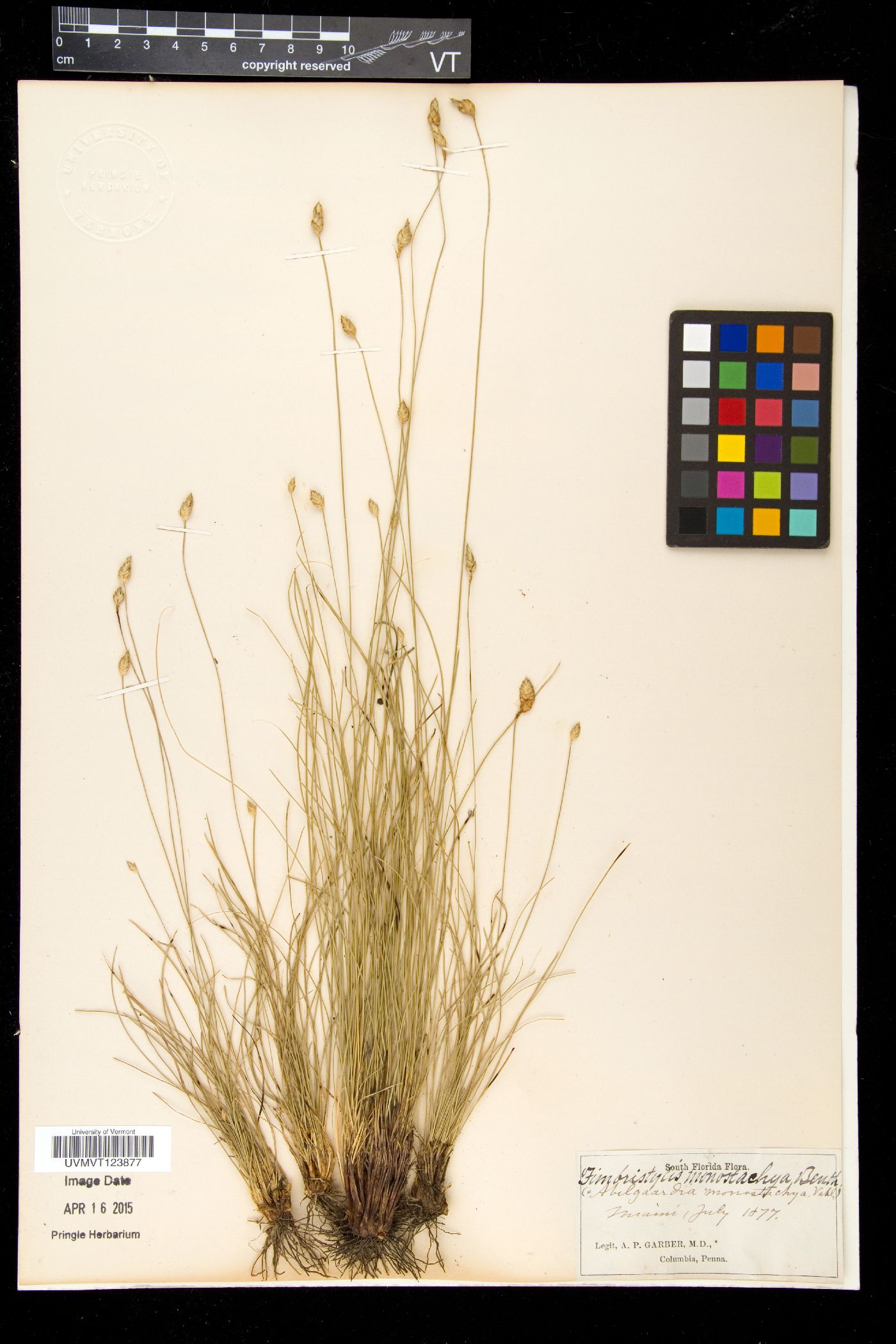 Fimbristylis monostachya image
