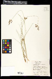 Fimbristylis puberula image