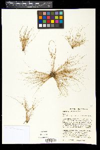 Fimbristylis vahlii image