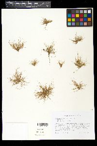 Fimbristylis vahlii image