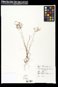Fimbristylis bisumbellata image