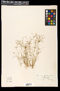 Fimbristylis squarrosa image