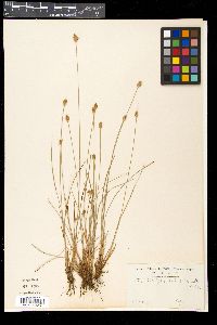 Fimbristylis subbispicata image