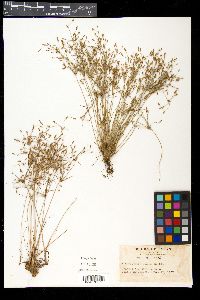 Fimbristylis squarrosa image