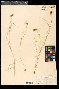 Fuirena simplex image