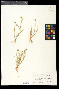 Fuirena simplex image
