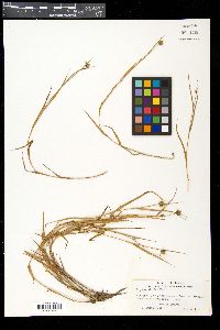 Fuirena simplex image