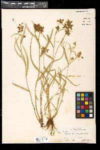 Fuirena simplex image