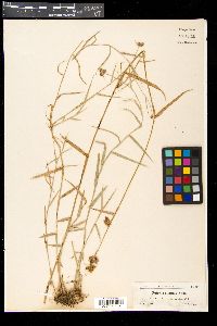 Fuirena simplex image