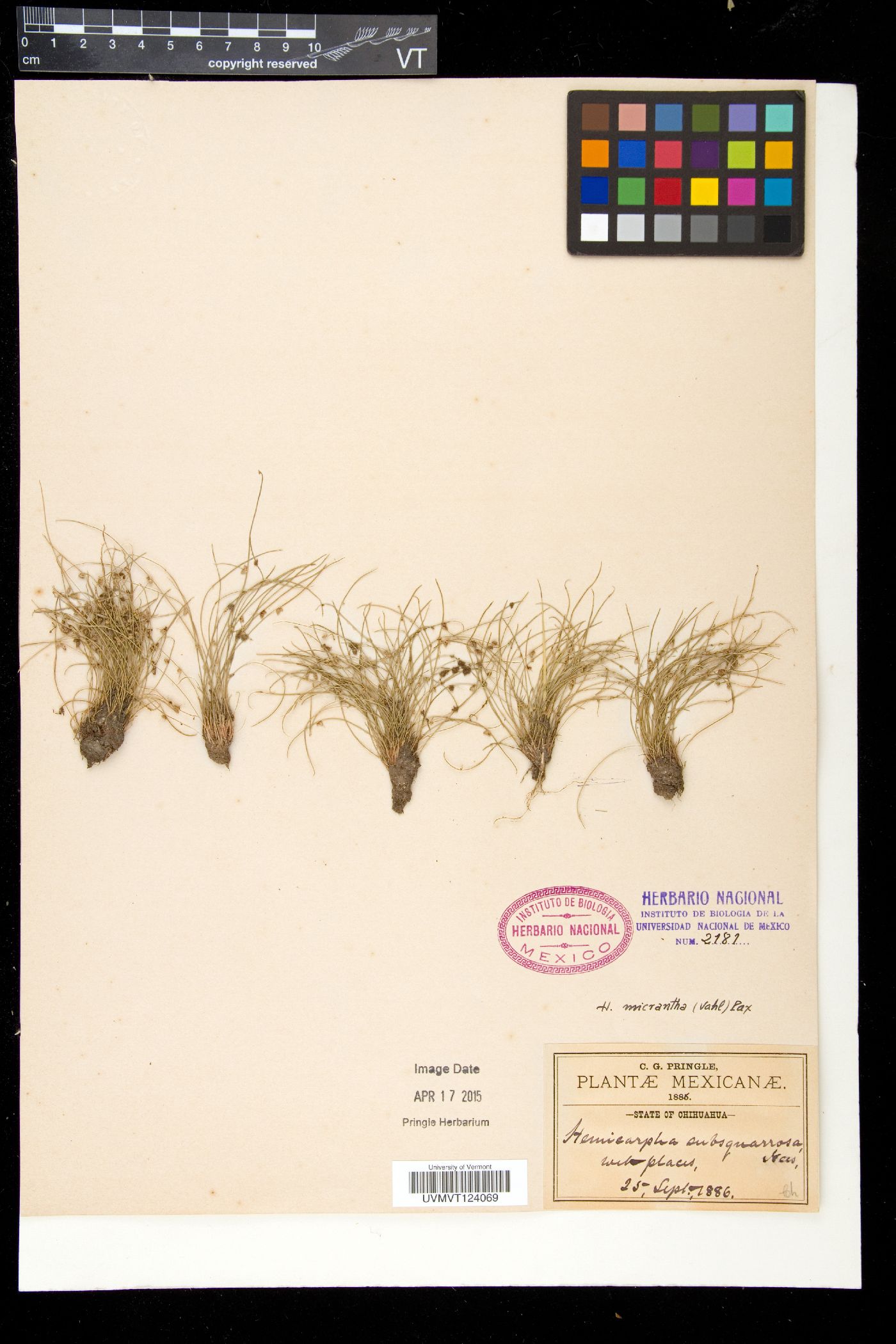 Hemicarpha image