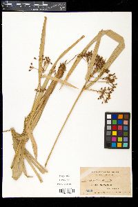 Hypolytrum hainanense image