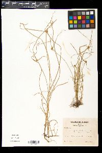 Kyllinga gracillima image