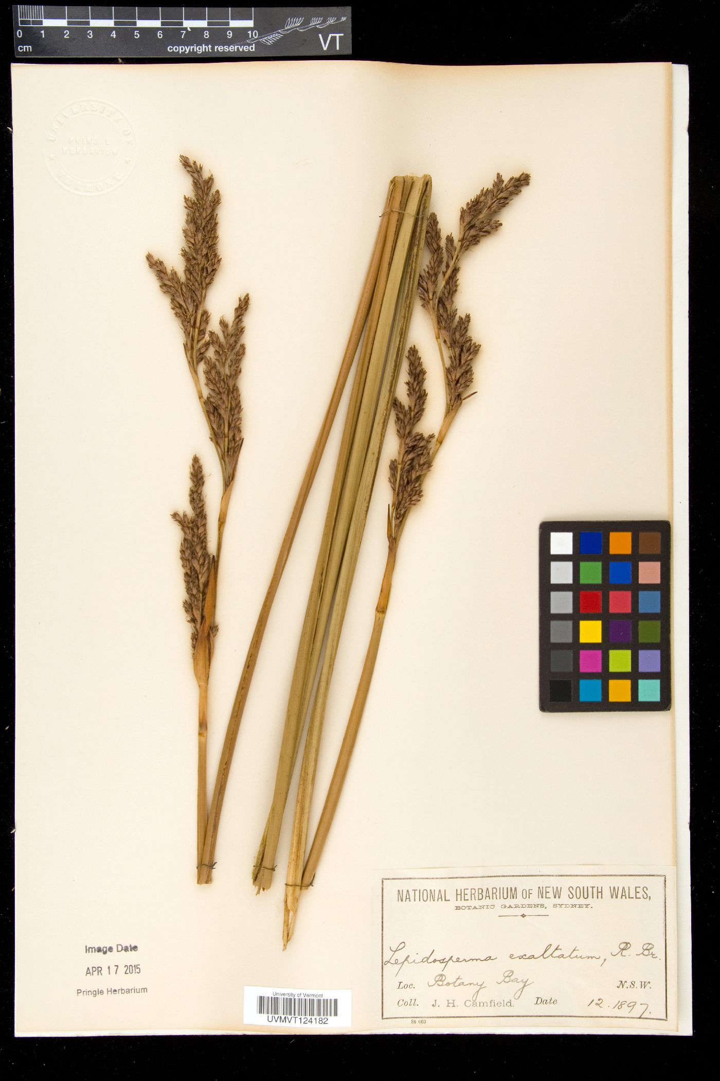 Lepidosperma image
