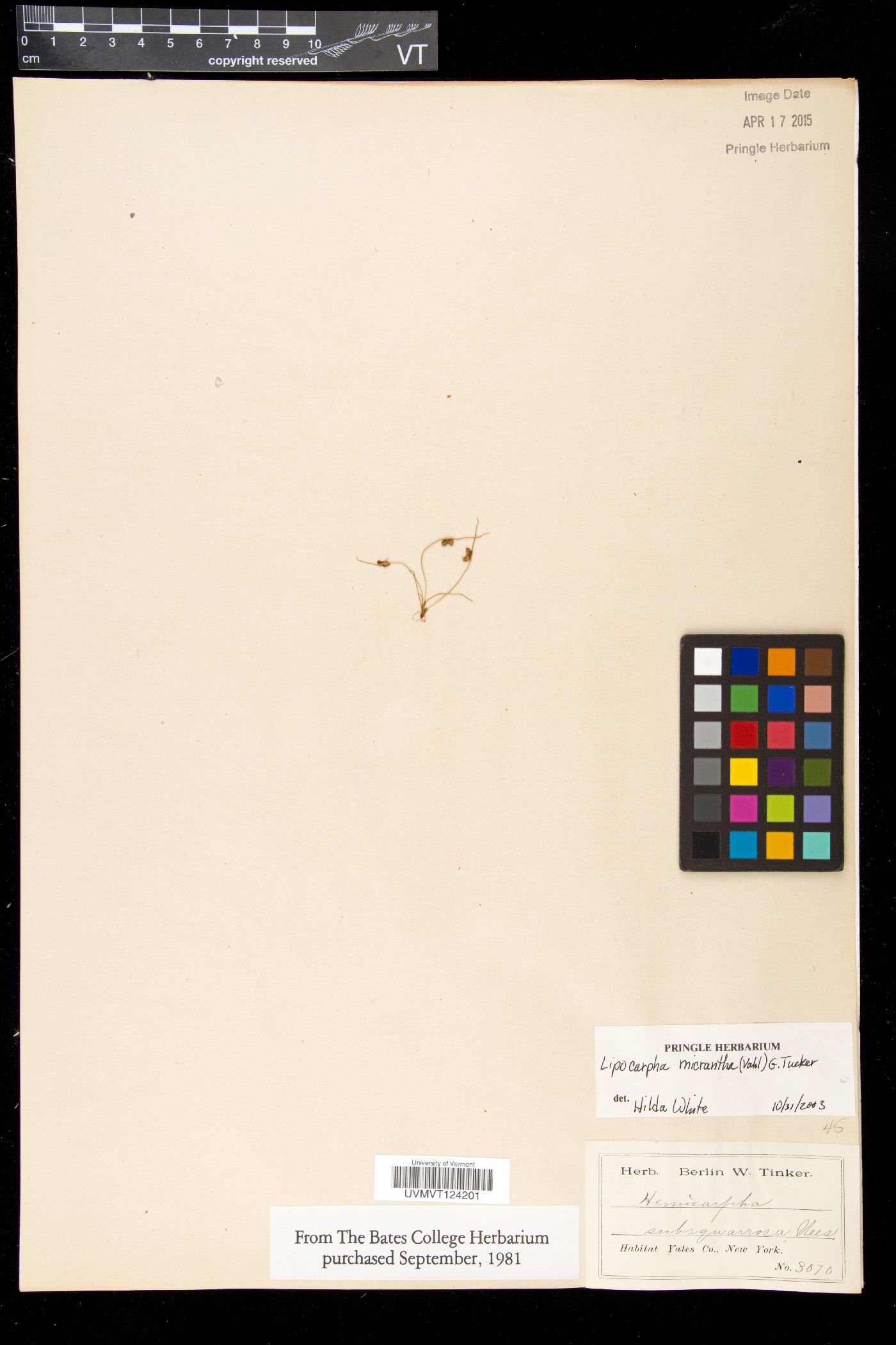 Lipocarpha image