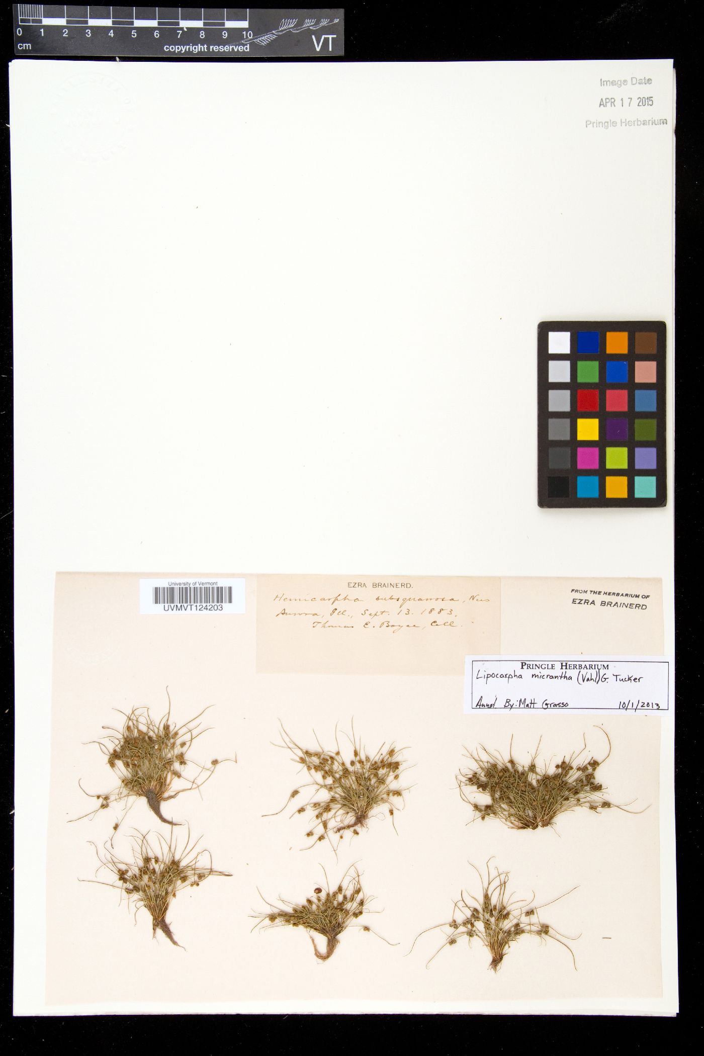 Lipocarpha image