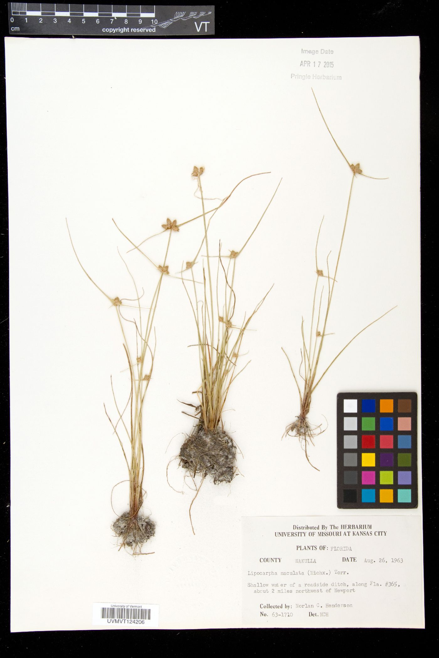 Lipocarpha image