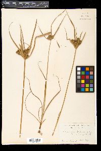 Cyperus cyperoides image