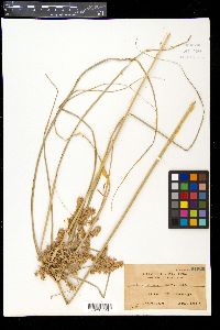 Cyperus javanicus image
