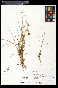Rhynchospora barbata image